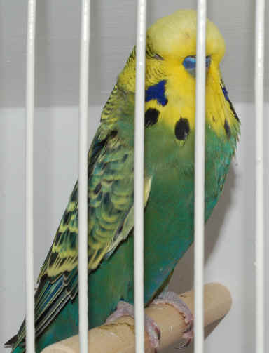 137-2RareYBSaddlebackViolet DarkGreen.JPG (2001387 bytes)