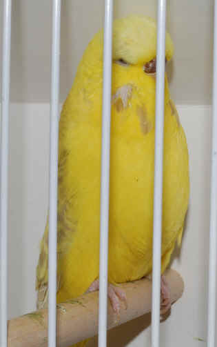 43-5AOCAA Lacewing.JPG (1838363 bytes)