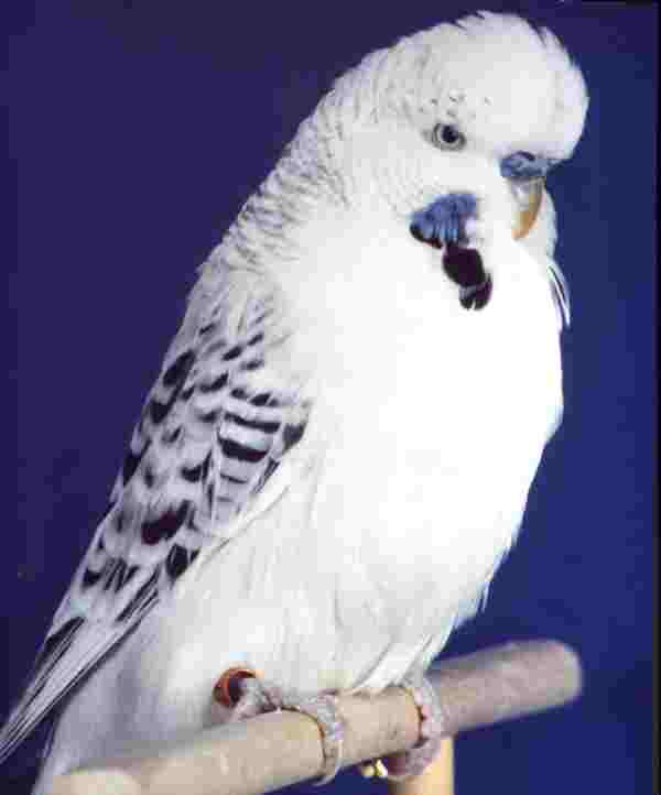 Clearbody1.jpg (13310 bytes)